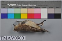 藏品(紅胸濱鷸)的圖片